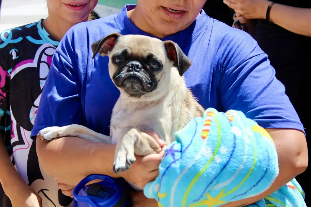 perro