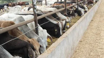 gusano-barrenador-parasito-alimenta-tejido