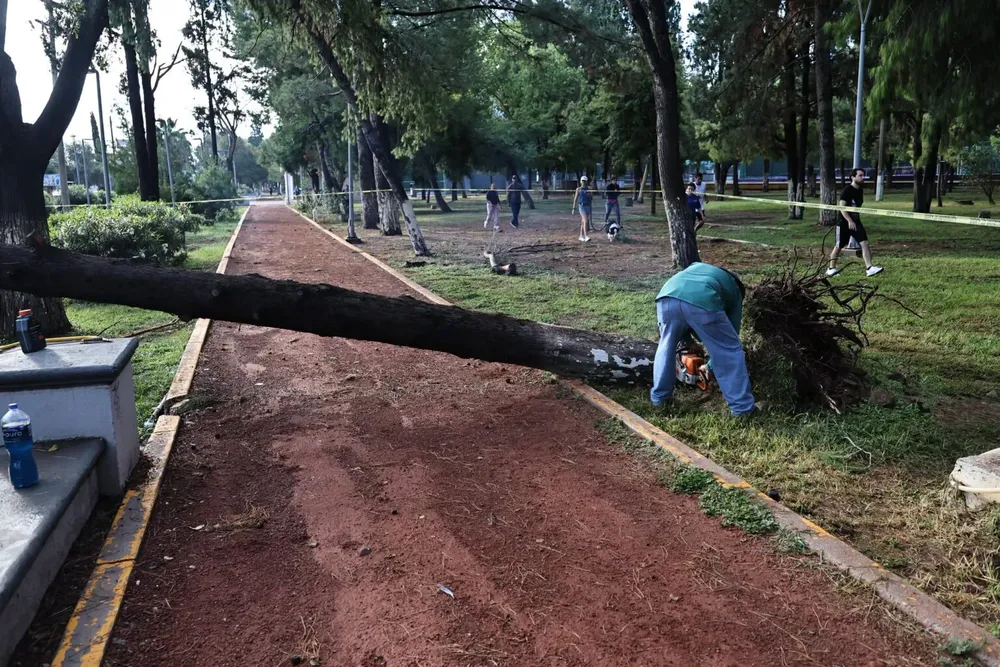 arboles1-1536x1024