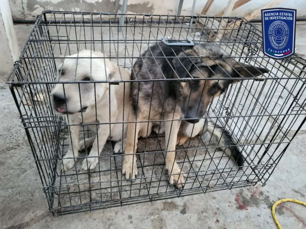 perro maltrato