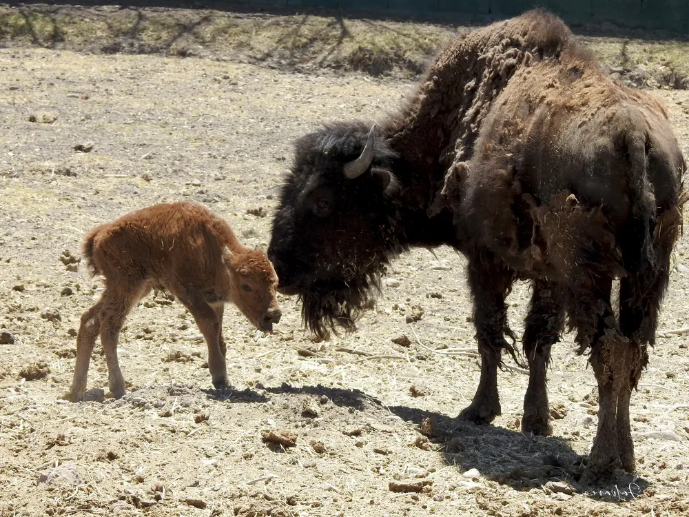 nueva cria bufalo (2)