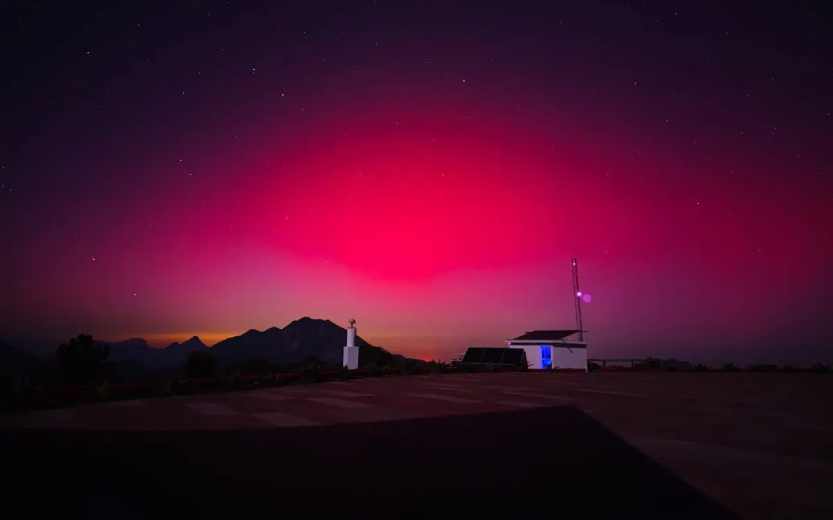 aurora chihuahua