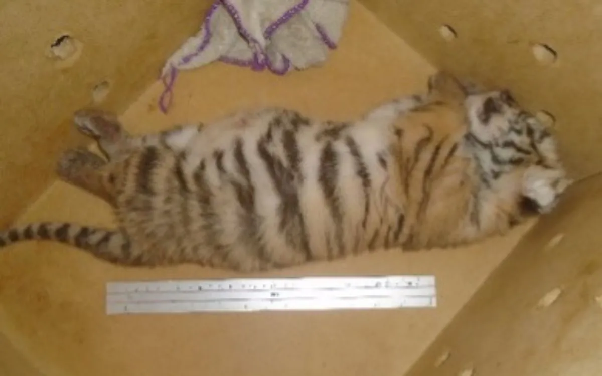 tigre-quintana-roo-yucatan-15062024